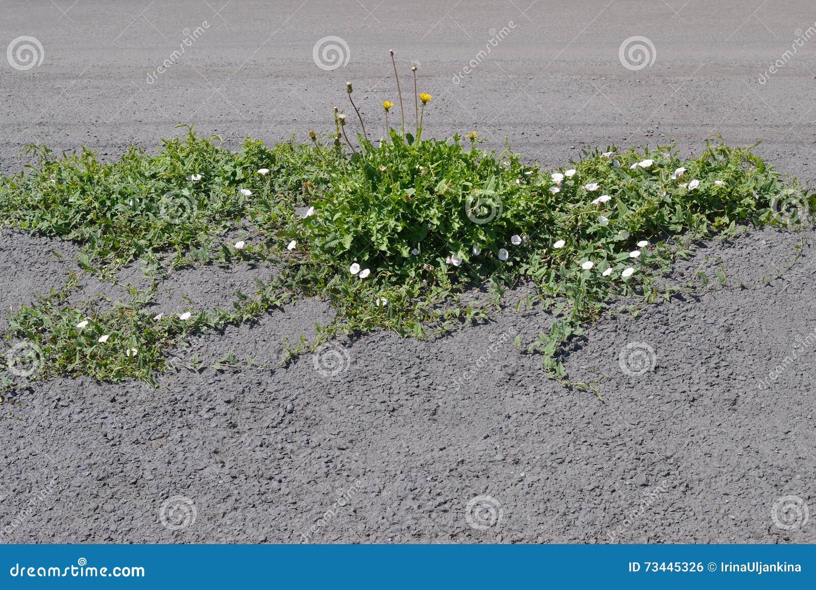 field bindweed and dandelions among asphalt.